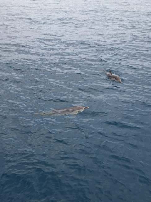 Giardini Naxos Taormina: Dolphin Watching Sunset Tour - Where you meet, what boat you’re on, and how the evening flows