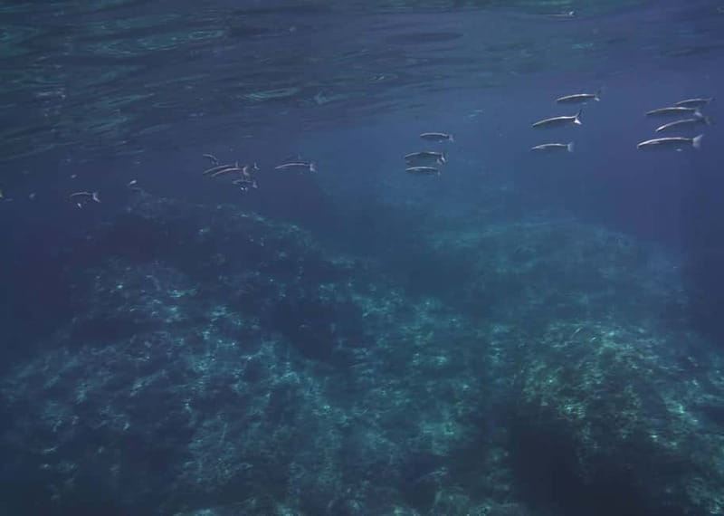 Giardini Naxos Taormina: Dolphin Watching Sunset Tour - Love Cave, Blue Cave, and what a cave stop feels like for your photos