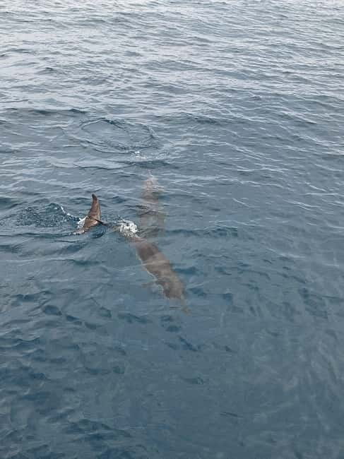 Giardini Naxos Taormina: Dolphin Watching Sunset Tour - Dolphins off Taormina: the best part, and the part you can’t control