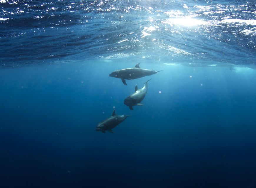 Golfo Aranci: Dolphin Watching and Snorkeling Boat Tour - Quick, practical highlights