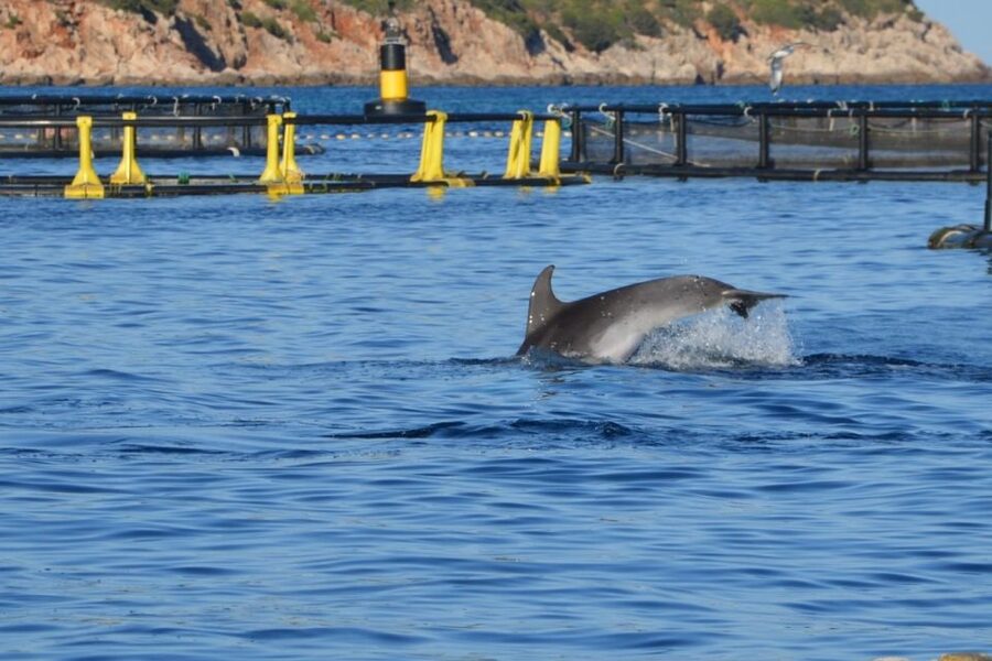 Golfo Aranci: Dolphin Watching and Snorkeling Boat Tour - The guides and the dolphin-education layer that makes it stick