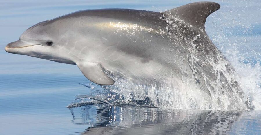 Golfo Aranci: Eco-Friendly Dolphin Watching Boat Trip - Getting to the Boat: DST Sardegna and the Zodiac Experience