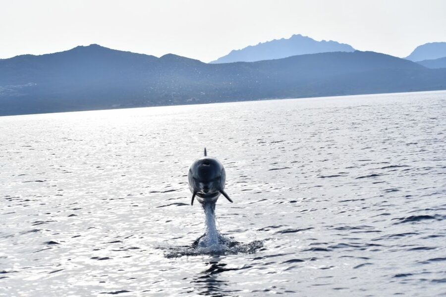 Golfo Aranci: Eco-Friendly Dolphin Watching Boat Trip - The Onboard Dolphin Lesson: How Guides Help You Spot More