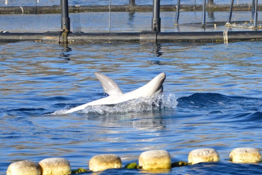 Golfo Aranci: Eco-Friendly Dolphin Watching Boat Trip - Eco-Friendly and Animal-Welfare Rules You Can Actually See