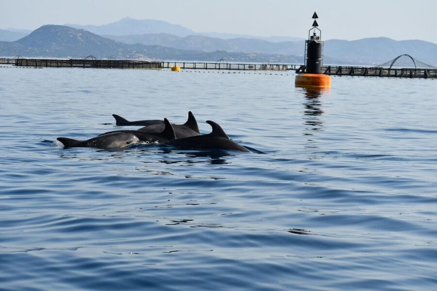 Golfo Aranci: Eco-Friendly Dolphin Watching Boat Trip - FAQ