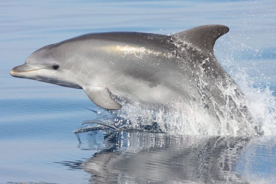 Golfo Aranci: Eco-Friendly Dolphin Watching Boat Trip - The Route to Figarolo: Where Dolphins Are More Likely to Show Up