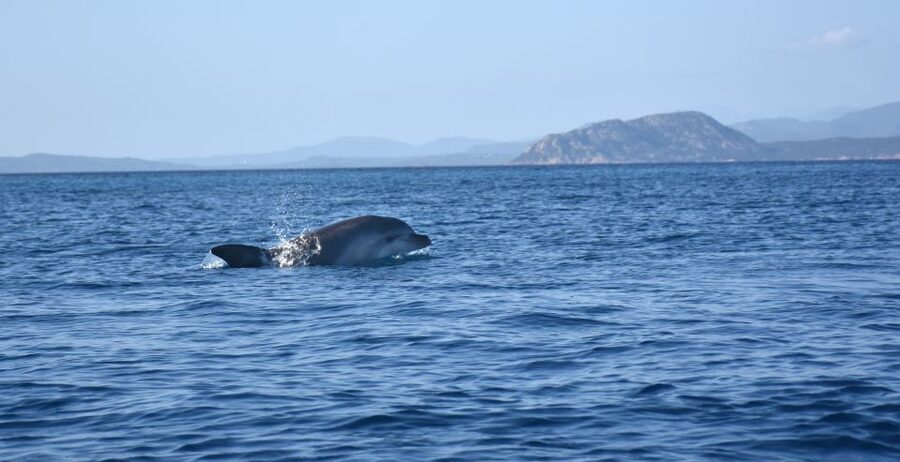 Golfo Aranci: Kayak Tour with Dolphins and Aperitif - Snorkeling with the team, not just floating