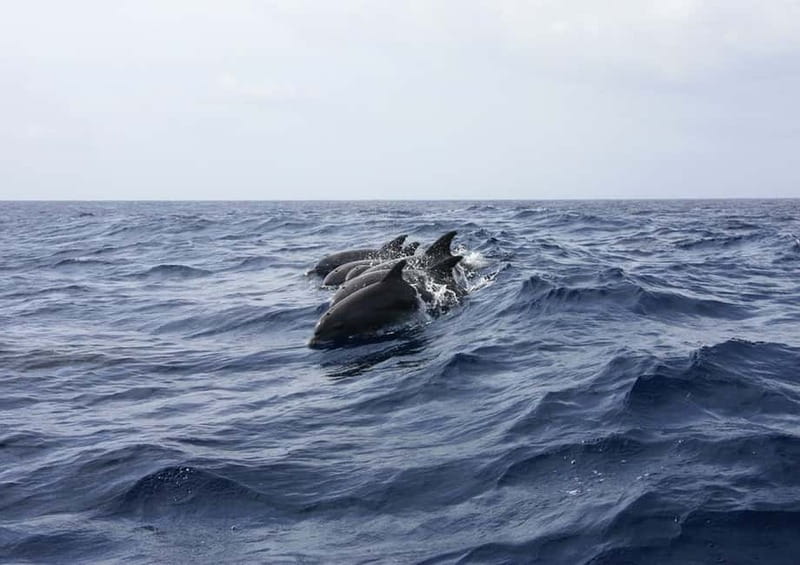 Golfo Aranci: Tavolara and Molara Snorkeling Dinghy Tour - Porto San Paolo and the Chrisso shipwreck ruins under the surface