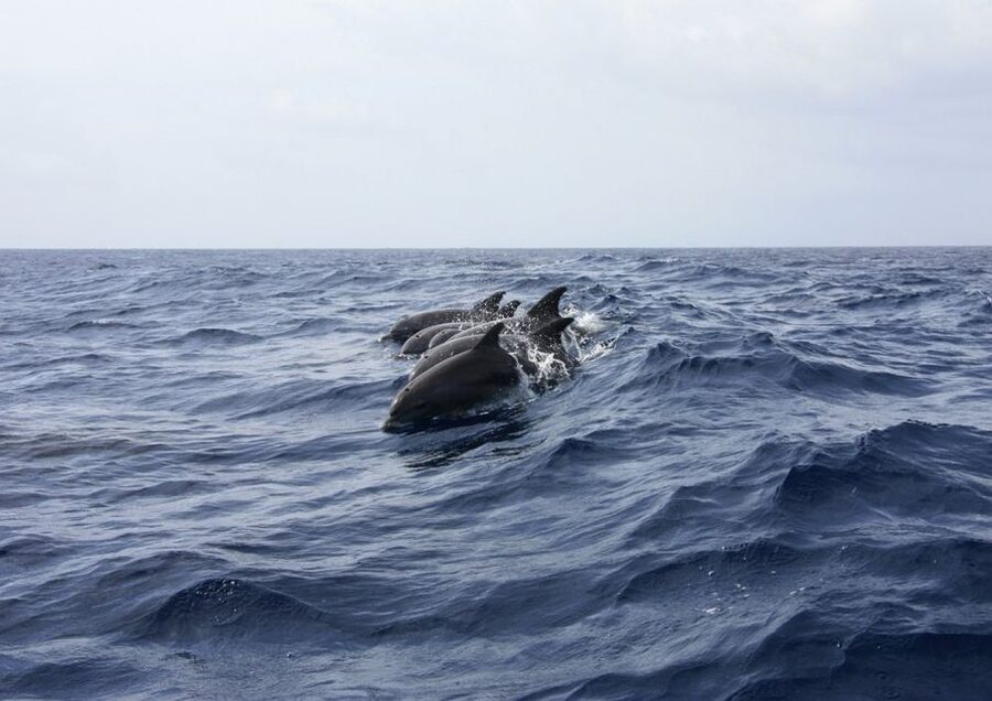 Golfo Aranci: Tavolara and Molara Snorkeling Dinghy Tour - Molara natural pools: fish time with breaks that feel unforced