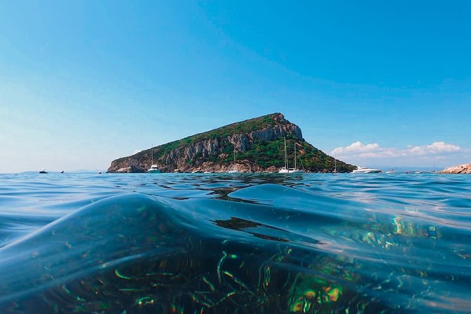 Kayak tour with aperitif and dolphins - Wildlife spotting training, led by real people (and real names)