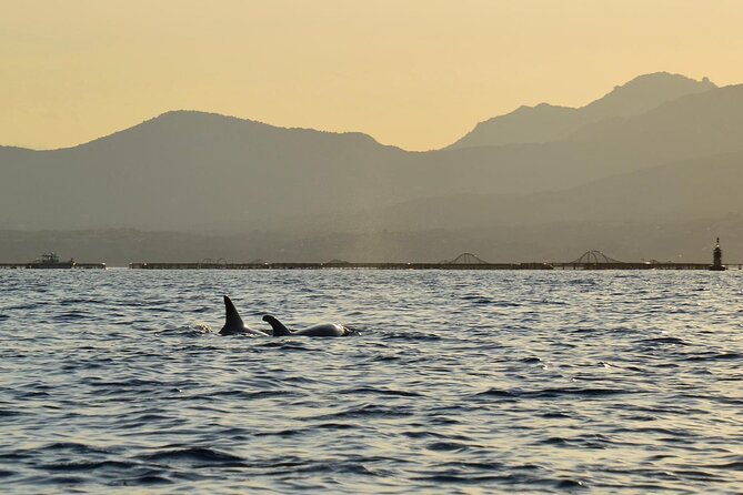 Kayak tour with aperitif and dolphins - What to bring (and the small mistakes that can ruin it)