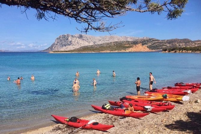 Kayak Tour with Snorkeling and Local Aperitif - Wildlife and dolphins: what is likely, what is luck