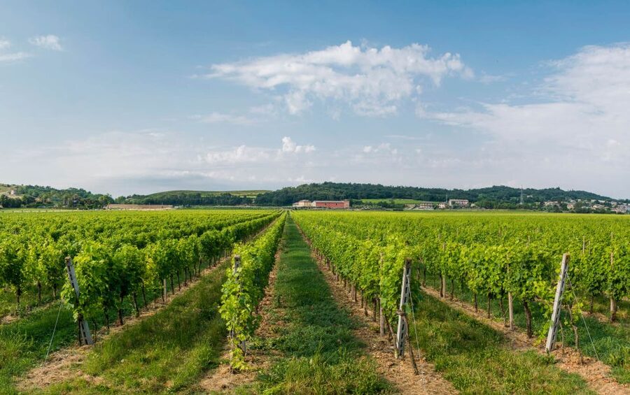 Lake Garda: Garda Hills Wine Tour and Tasting - New and aging cellars: where the wine picks up its personality