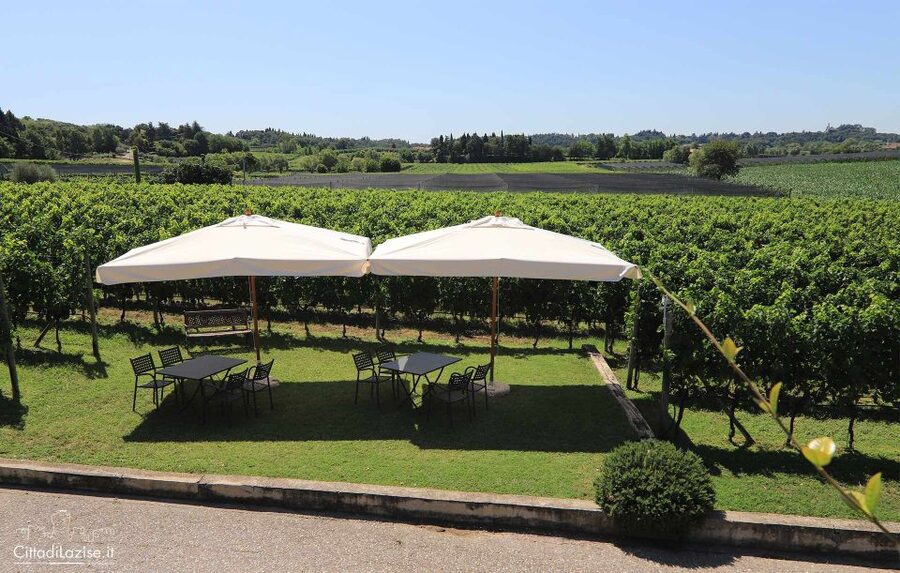Lake Garda: Wine and Food Tastings in the Vineyards - Who should book, and who should skip