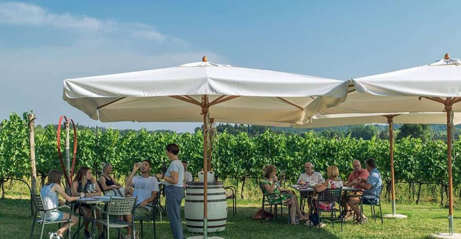 Lake Garda: Wine and Food Tastings in the Vineyards - Garganega, Chiaretto, and sparkling, plus reds in the lineup