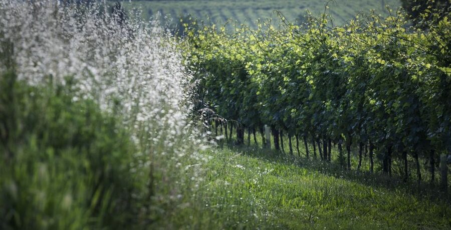 Lake Garda: Wine Tour and Tasting Experience in Bardolino - Meet the sommelier, then taste with a plan
