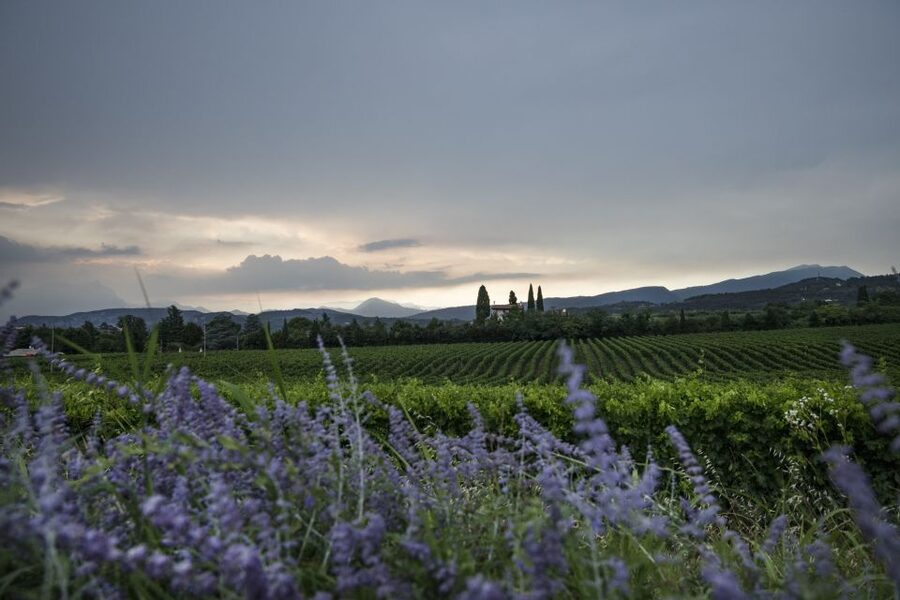 Lake Garda: Wine Tour and Tasting Experience in Bardolino - Group vibe: small, personal, and guided