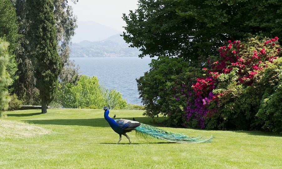 Lake Maggiore: Borromean Islands Tickets with Boat Transfer - Stresa to the Borromean Islands, with your plans in hand