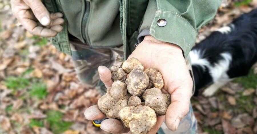 Langhe: Truffle Hunting Experience - Languages, Group Size, and Who This Works For