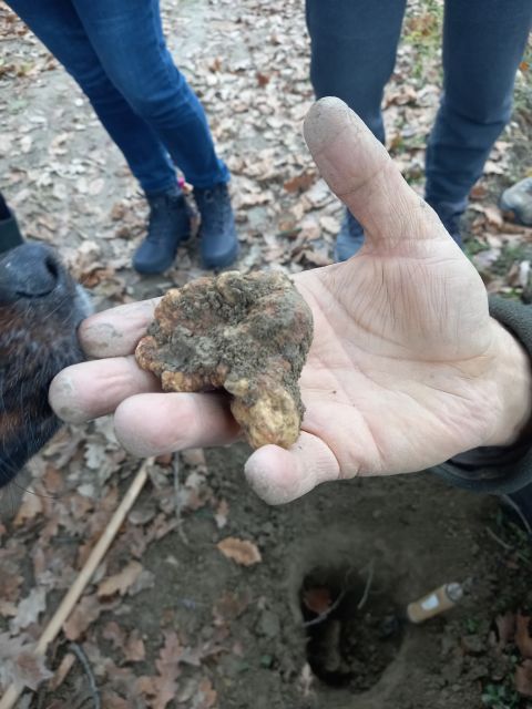 Langhe: Truffle Hunting Experience - The Langhe Truffle Hunt in Piedmont: What You’re Really Paying For