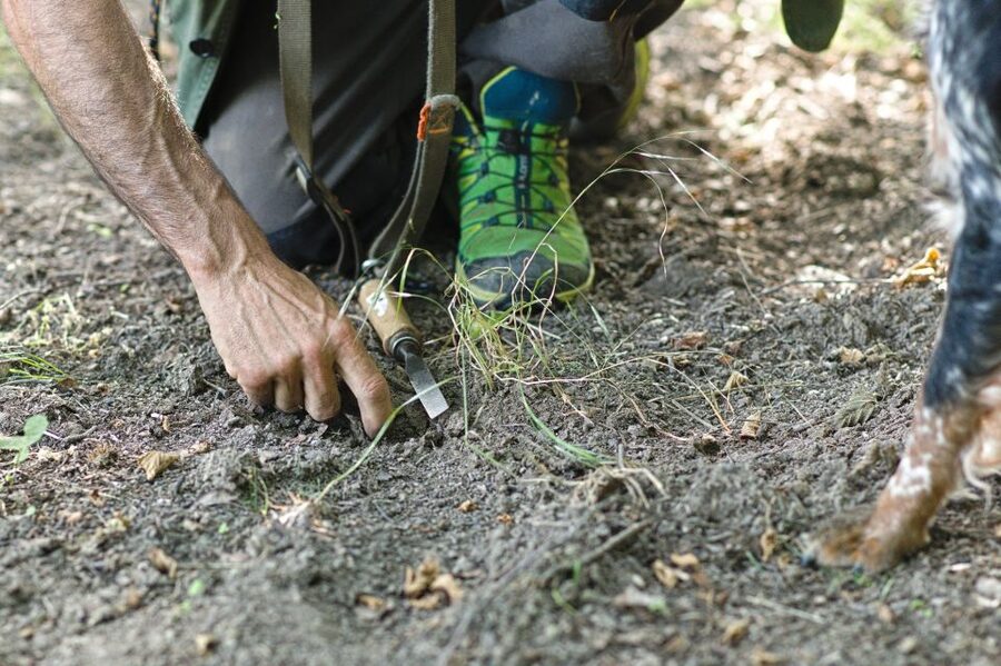 Langhe: Truffle Hunting Experience - Entering the World of the Trifolao and His Dog