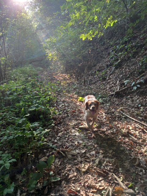 Langhe: Truffle Hunting Experience - How the Hunt Feels: A Short Walk, Realistic Footing, and Weather Prep