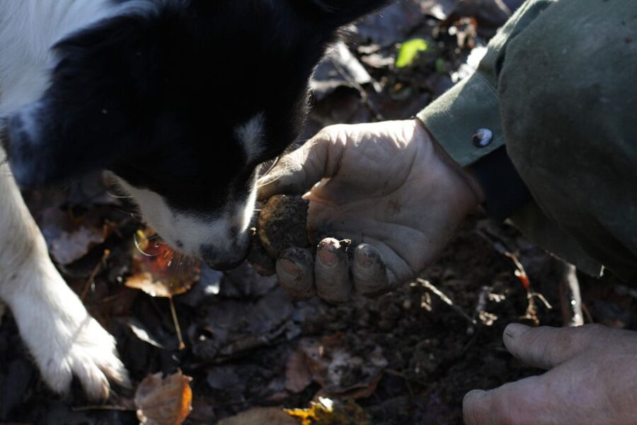 Langhe: Truffle Hunting Experience - The Winery Stop: Wine Tasting, Including Barolo or Barbaresco