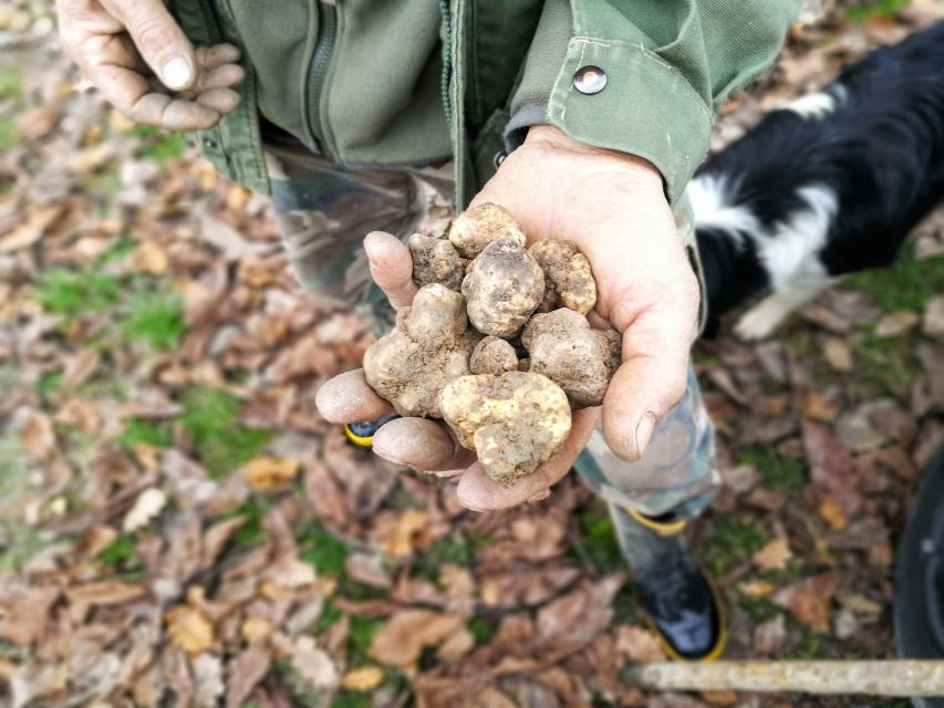 Langhe: Truffle Hunting Experience - What You Can Expect to Buy (and What You Can’t Assume)