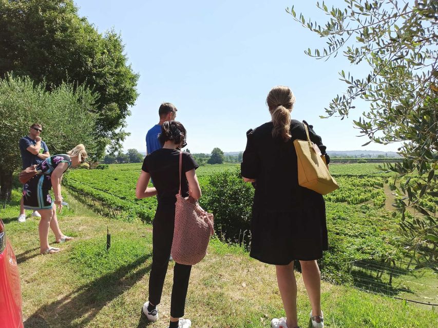 Lazise: Winery Tour with Garda Wines and Food Tasting - Key highlights you should care about