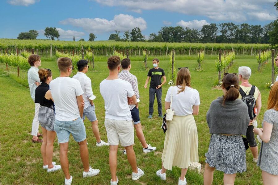 Lazise: Winery Tour with Garda Wines and Food Tasting - Your Garda wine tasting: Bardolino, Chiaretto, Custoza, plus more