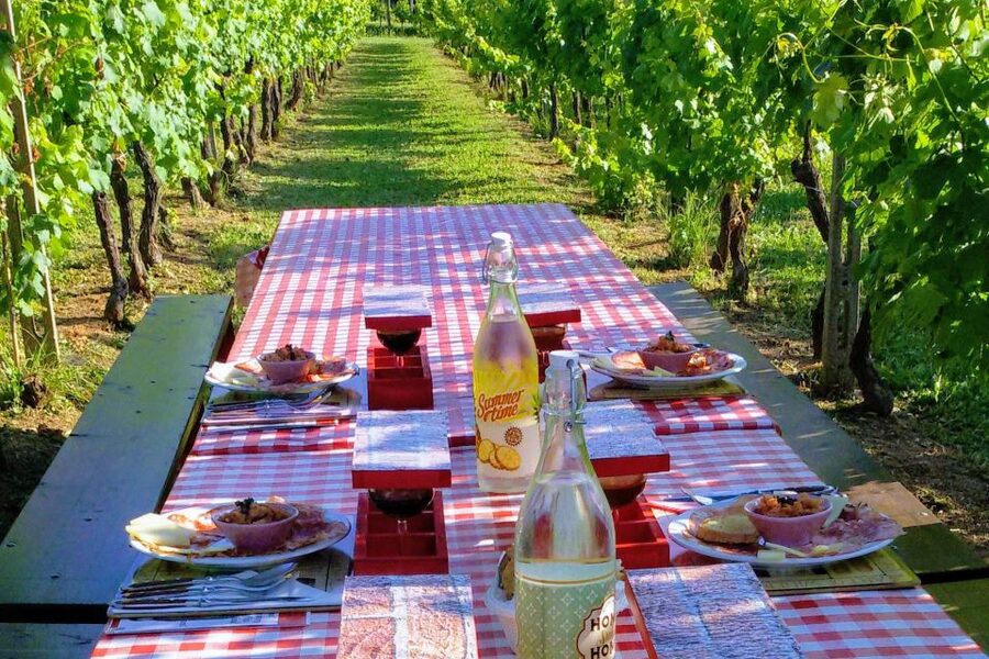 Lucca: Guided E-Bike and Wine Tour - Winery Stop: How the Vineyard Becomes Wine