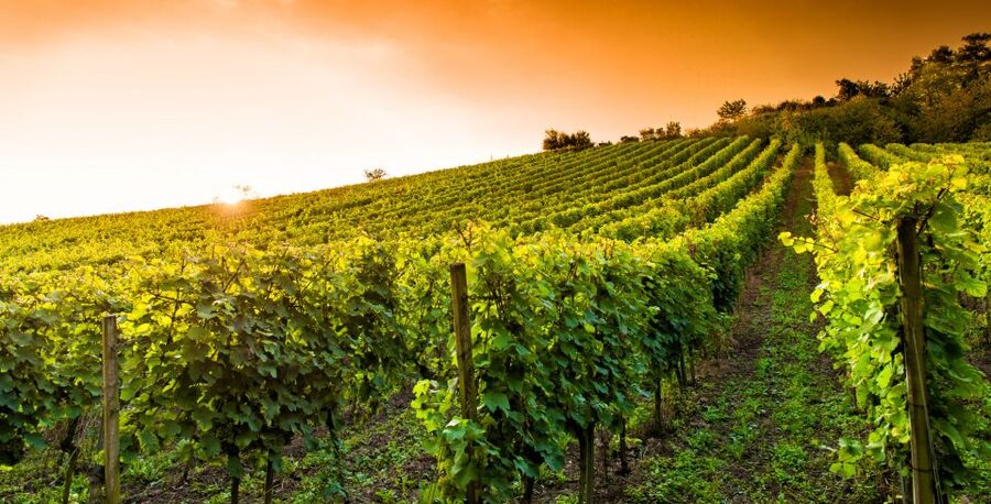 Lucca: Guided E-Bike and Wine Tour - Your Guide Makes or Breaks the Experience