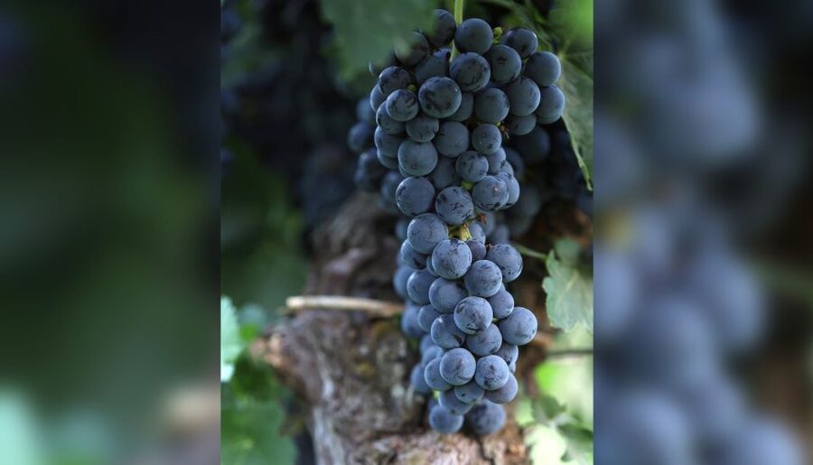 Lucca: Guided Winery Tour with Wine Tasting - Wine Tasting on the Terrace: Four Glasses, Olive Oil, and Time to Talk