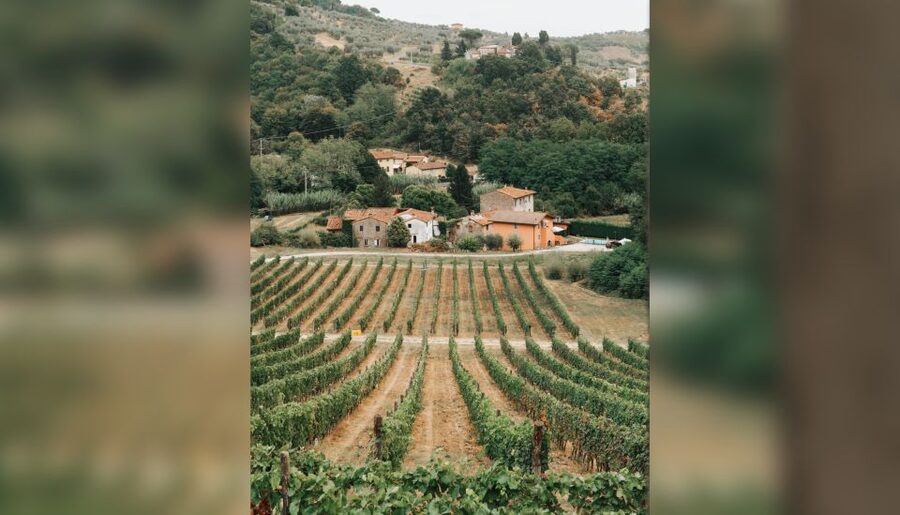 Lucca: Guided Winery Tour with Wine Tasting - Walking the Vineyard and Olive Trees Without It Becoming a Hike