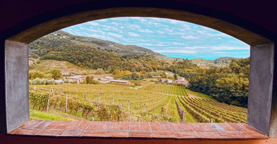 Lucca: Guided Winery Tour with Wine Tasting - Guide Style, Staff Warmth, and the Social Side of Lucca Wine