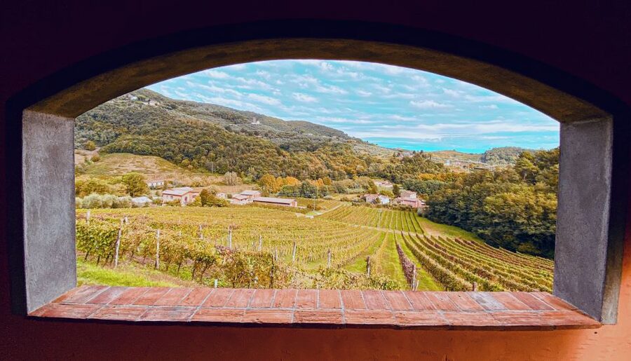 Lucca: Guided Winery Tour with Wine Tasting - Price and Value: Why About $29 Often Feels Like a Steal