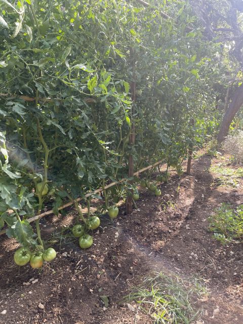 Maiori: Amalfi Coast Path of Lemons Day Trip with Tastings - Who should book this Path of Lemons walk