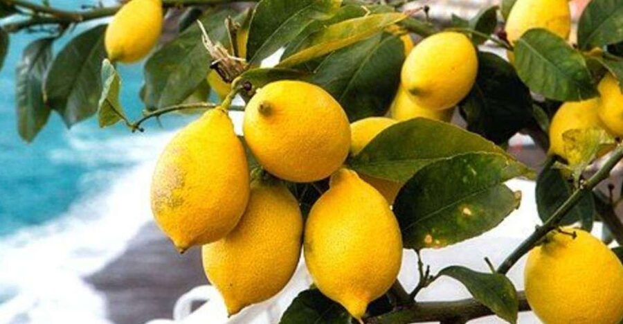 Maiori: Amalfi Coast Path of Lemons Day Trip with Tastings - Torre, Minori’s small village, and a church with local gravity