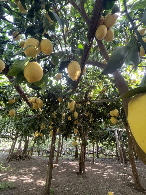 Maiori: Amalfi Coast Path of Lemons Day Trip with Tastings - Price and value: $59 for the guided walk, plus the €15 farm stop