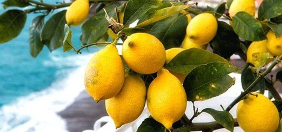 Maiori: Amalfi Coast Path of Lemons Day Trip with Tastings - First stops: Santa Maria a Mare and the old road story