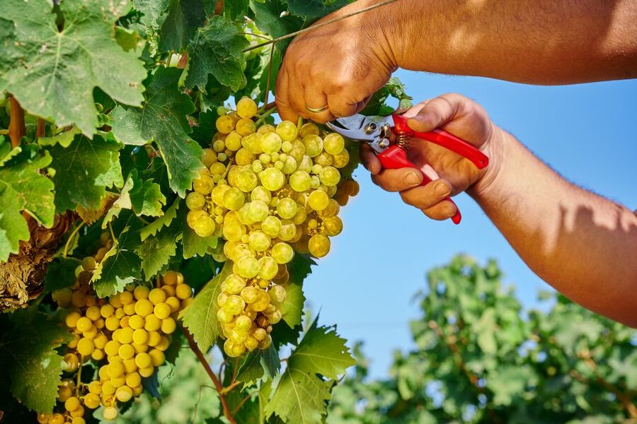 Marsala: Florio Winery Tour with Local Wine Tasting - Weather and climate: the part that makes the tasting feel more precise