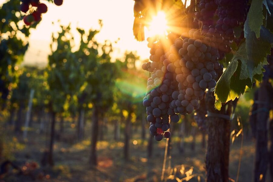 Montalcino: Brunello Wine Tasting & Lunch in a Tuscan Castle - Time and logistics: making this work in your Tuscany plan