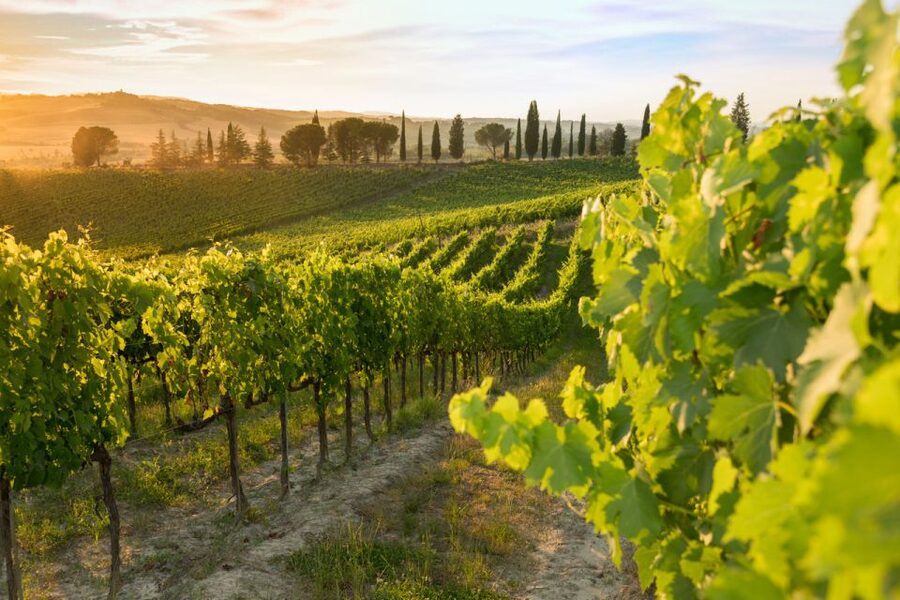Montalcino: Brunello Wine Tasting & Lunch in a Tuscan Castle - Value for $69: what you are really paying for