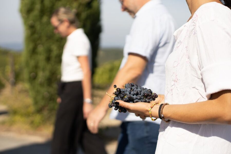 Montalcino: Guided Winery Tour & Gourmet Food Tasting - What you actually learn during the 2.5 hours