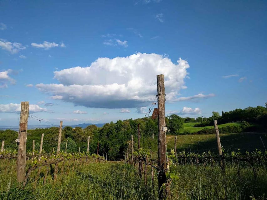 Montepulciano: Artisan Heroic Wine Tasting at the Terrace - Price and value: is $59 a fair deal?
