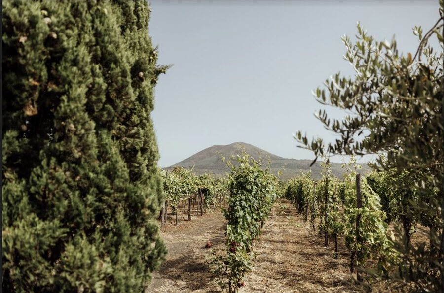 Mount Vesuvius: Vineyard Tour with Wine Tasting and Lunch - Why this Vesuvius wine stop feels different