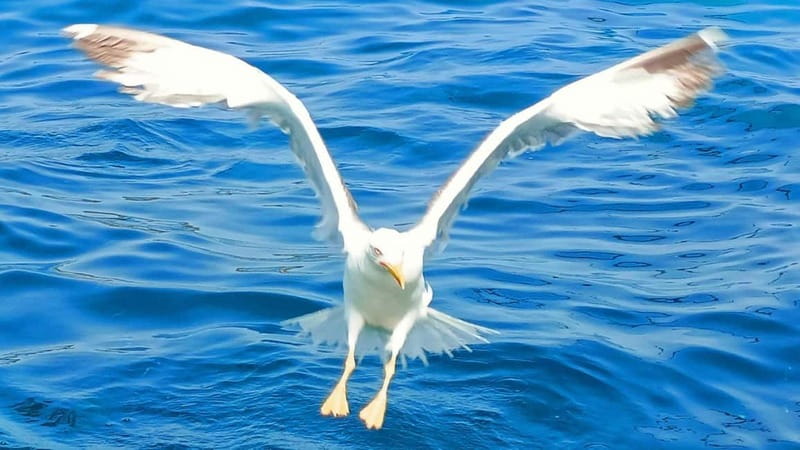 Olbia: Boat tour to watch Dolphins and snorkeling - Dolphin and Snorkel Time From Olbia, Done in a Small-Boat Way