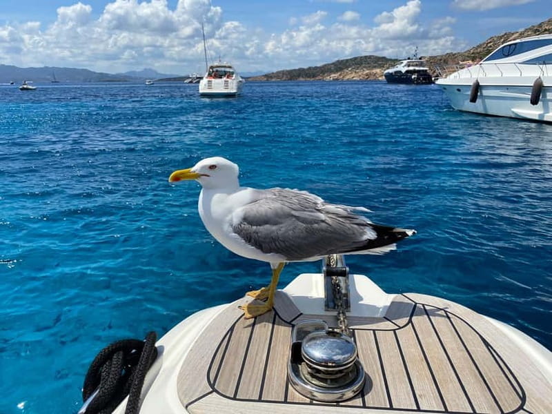 Olbia: Boat tour to watch Dolphins and snorkeling - The Boat Ride: 7 Meters of Yamaha-Powered Coast Views