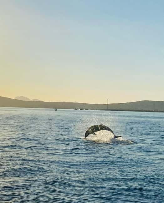 Olbia: Boat tour to watch Dolphins and snorkeling - Figarolo and the Cala Moresca Stop: Where the Water Turns Magic