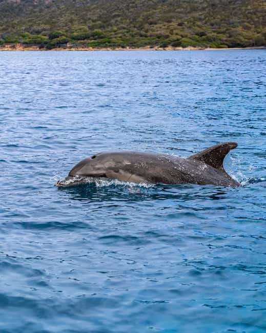 Olbia: Boat tour to watch Dolphins and snorkeling - Sardinian Aperitif on Board: Prosecco, Beer, and Homemade Bites